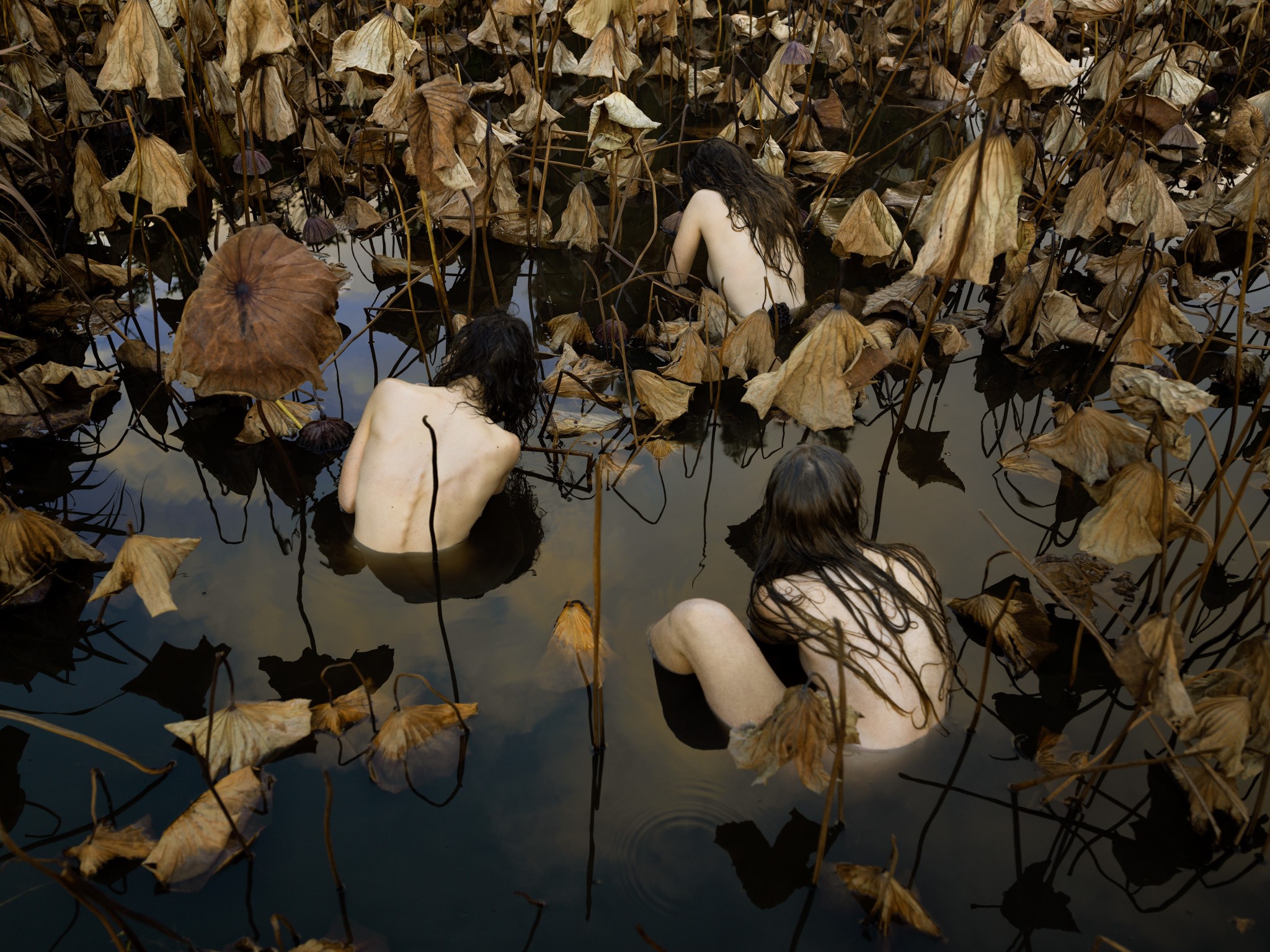 Tamara DEAN 'Sacred Lotus (Nelumbo nucifera) in Autumn' 2017